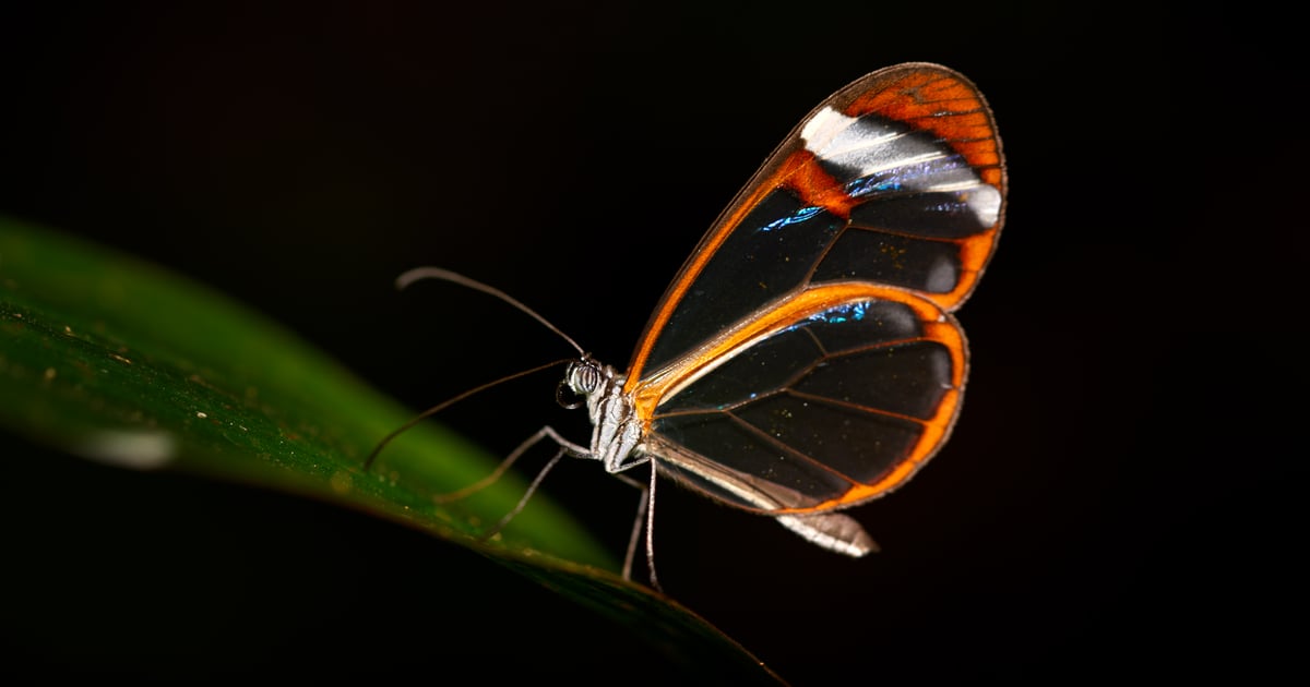 Glasswing.jpg Anthropic’s Glasswing Highlights AI’s Security Paradox